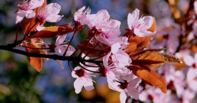  Video  Japonia: Sezonul ciresilor infloriti, deschis in mod oficial