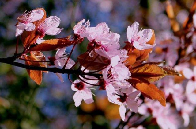 [Video] Japonia: Sezonul ciresilor infloriti, deschis in mod oficial