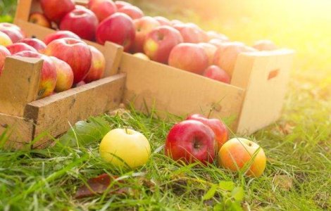  Top  Sapte beneficii INCREDIBILE ale consumului de mere