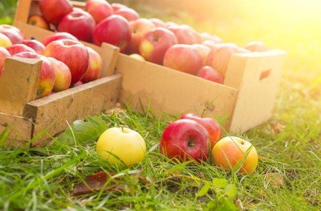 Un mar pe zi tine doctorul DEPARTE! Sapte beneficii INCREDIBILE ale celui mai iubit fruct din lume