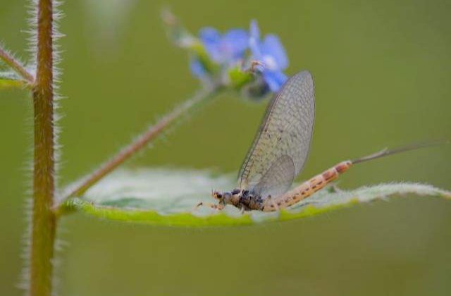 OBLIGATE sa traiasca clipa! Zece vietuitoare cu cea mai MICA speranta de viata