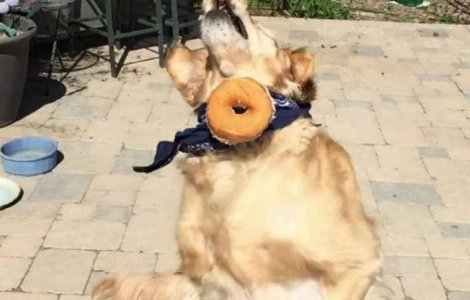  Video  Acest caine nu reuseste sa faca un truc simplu, dar e adorabil