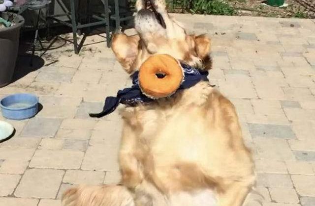 [VIDEO] Acest caine nu reuseste sa faca un truc simplu, dar este adorabil