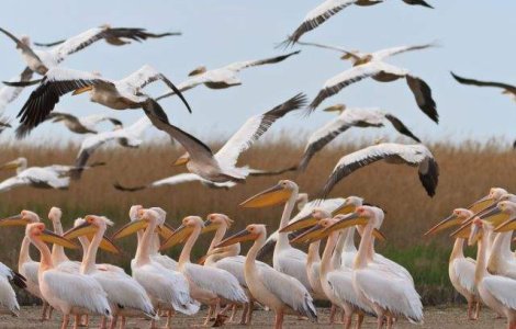 Gripa aviara, depistata la o specie de pelicani din Delta Dunarii