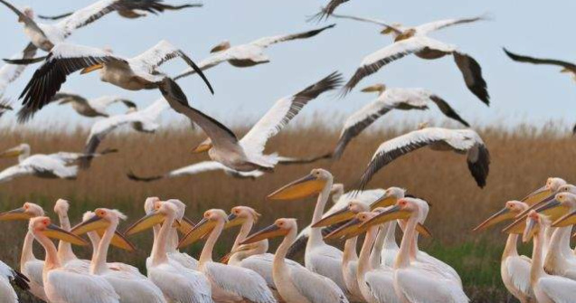 Gripa aviara, depistata la o specie de pelicani din Delta Dunarii