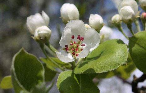 Vom putea iesi la iarba verde? Cum va fi vremea de Florii