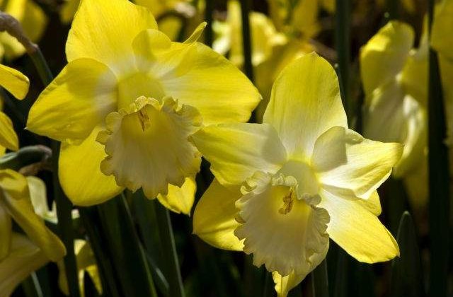 Aproximativ 1,4 milioane de romani isi serbeaza onomastica de Florii