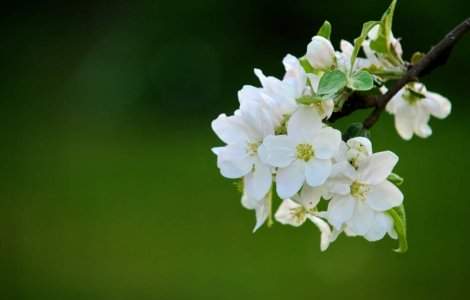 Procesiunea de Florii de la Bucuresti, odata cu cea de la Ierusalim