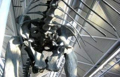 Studiu: Brontozaurul a existat in realitate