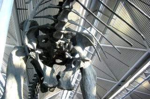 Studiu: Brontozaurul a existat in realitate