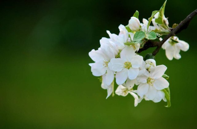 Bucuresti: Temperaturi de peste 24 de grade, inregistrate in prima zi de Paste