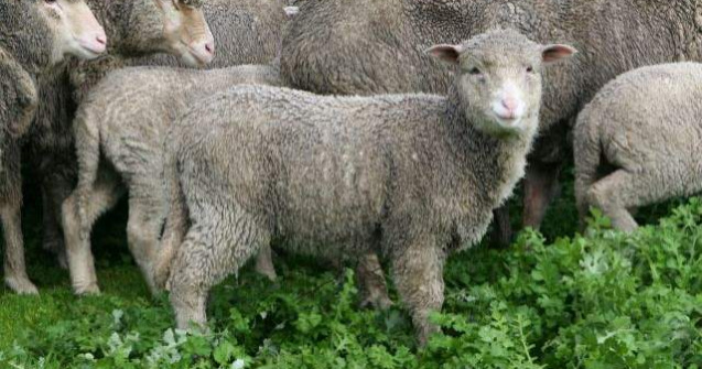 Paste 2015: Consumul de carne de miel, in crestere fata de anul trecut