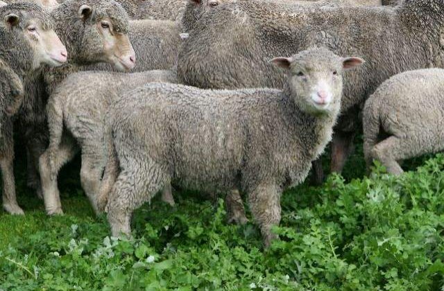 Paste 2015: Consumul de carne de miel, in crestere fata de anul trecut