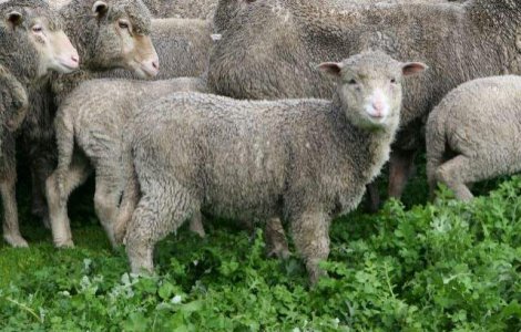 Paste 2015: Consumul de carne de miel, in crestere fata de anul trecut