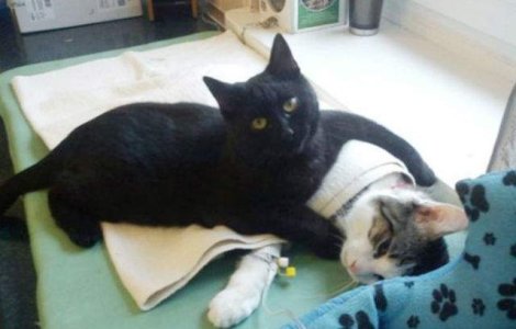 Aceasta pisica ingrijeste animalele bolnave de la un cabinet veterinar