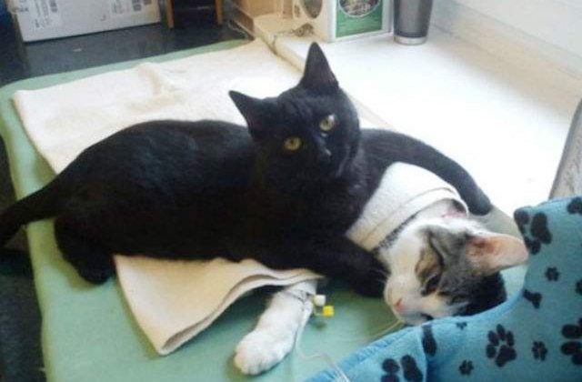 [FOTO] Aceasta pisica are grija de animalele bolnave de la un cabinet veterinar