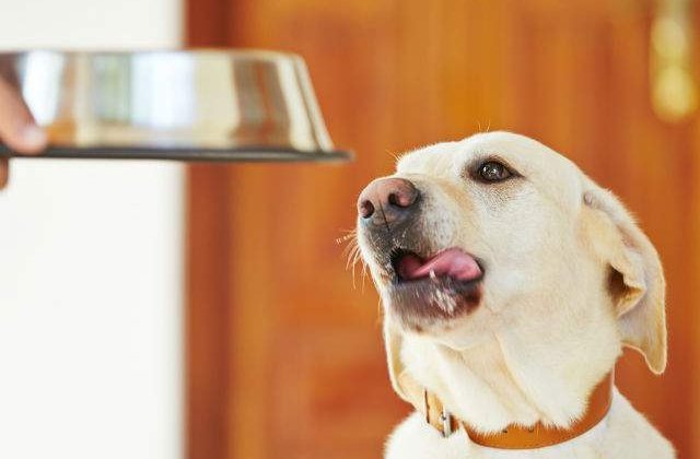 [VIDEO] Reactia adorabila a unui chiuaua atunci cand primeste mancare