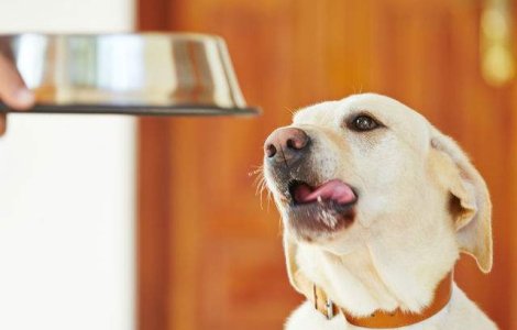  Video  Reactia adorabila a unui chiuaua atunci cand primeste mancare