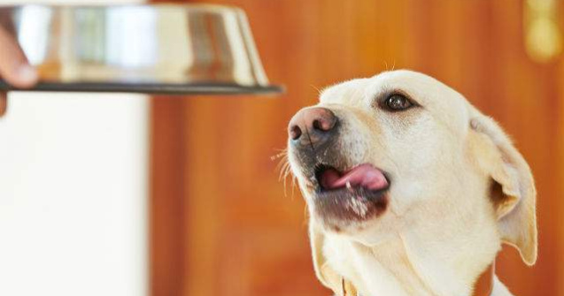  Video  Reactia adorabila a unui chiuaua atunci cand primeste mancare