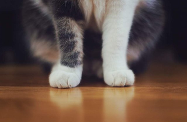 Bucuresti: Peste 250 de pisici din intreaga lume, prezentate la SofistiCAT