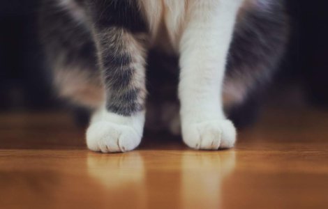 Bucuresti: Peste 250 de pisici din intreaga lume, prezentate la SofistiCAT