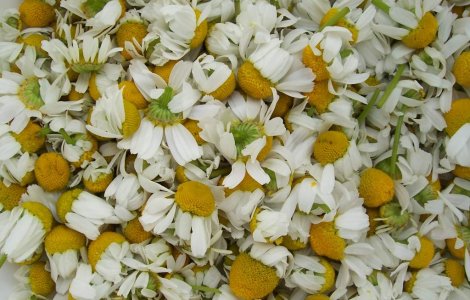 Ceaiul de musetel, asociat cu un risc mai mic de cancer tiroidian