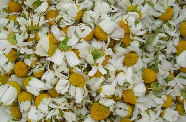 Studiu: Ceaiul de musetel, asociat cu un risc mai mic de cancer tiroidian