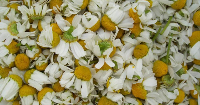 Ceaiul de musetel, asociat cu un risc mai mic de cancer tiroidian