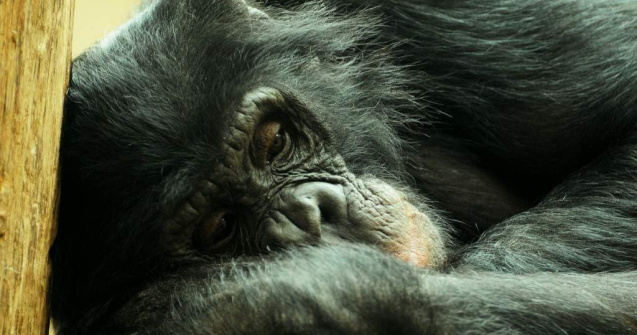 New York: Doi cimpanzei, recunoscuti oficial ca persoane