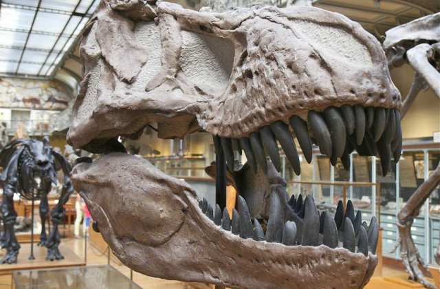 China: Peste 40 de oua de dinozaur, descoperite pe un santier