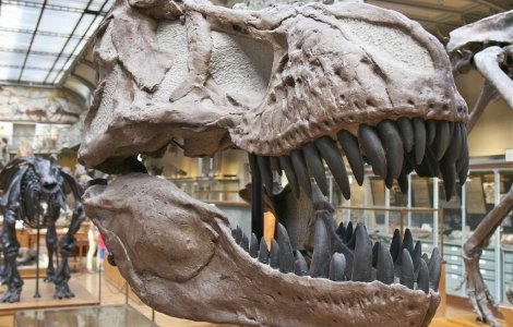 China: Peste 40 de oua de dinozaur, descoperite pe un santier