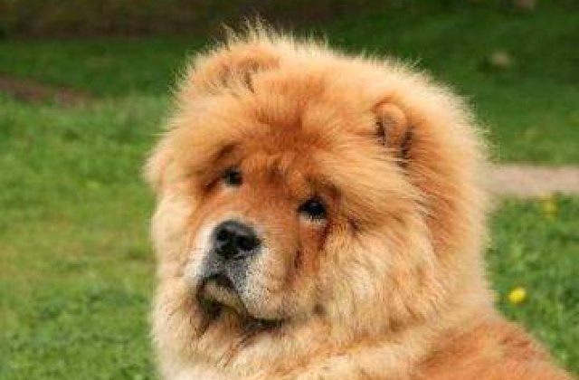 Cainii din Romania dusi la expozitiile externe valoreaza pana la 10.000 de euro