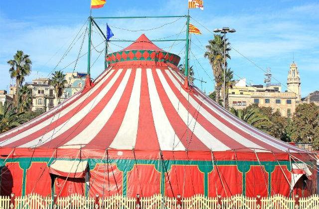 Camera: Interzicerea folosirii animalelor salbatice in circuri, respinsa