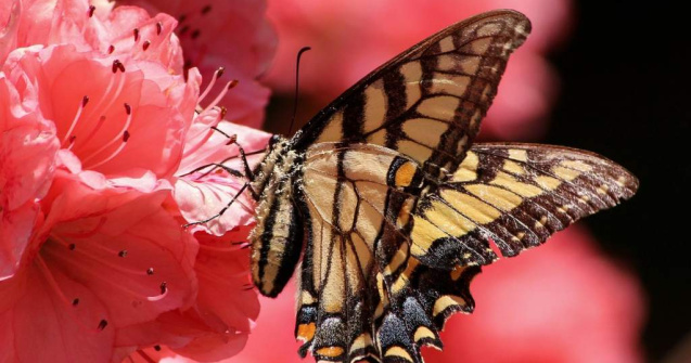 Expozitie cu sute de fluturi vii, deschisa la Cluj-Napoca