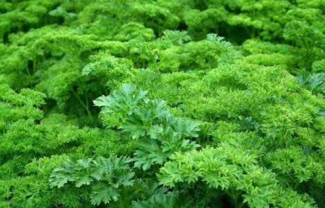  Top  Izvoare de sanatate! 7 verdeturi de sezon cu proprietati MIRACULOASE