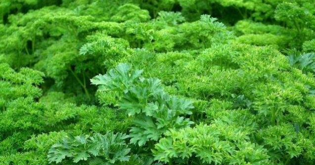  Top  Izvoare de sanatate! 7 verdeturi de sezon cu proprietati MIRACULOASE