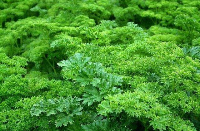 Izvoare de sanatate! 7 verdeturi de sezon cu proprietati MIRACULOASE