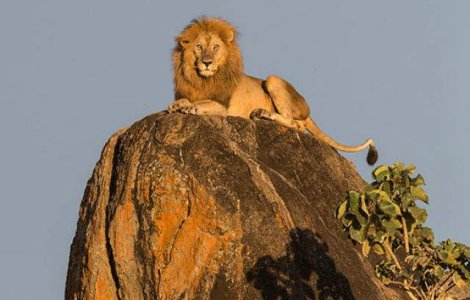 Simba exista! Fotografia cu regele leu care a facut inconjurul lumii