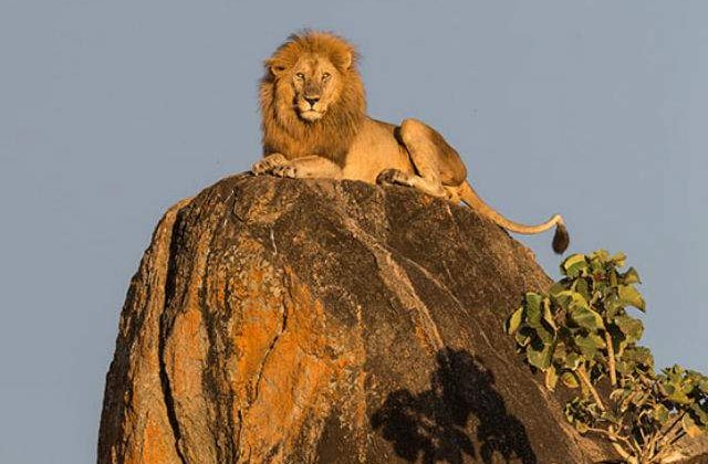 [FOTO] Simba exista! Fotografia cu regele leu care a facut inconjurul lumii