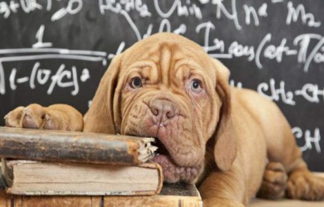 "Camera catelusilor" - metoda de relaxare pentru studentii stresati