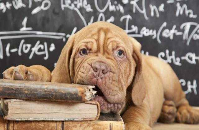 [VIDEO] O universitate a creat o "camera a catelusilor" pentru a ajuta studentii stresati