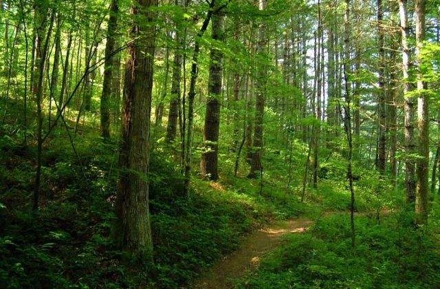 Korodi: Reexaminarea Codului silvic ar trebui respinsa, sa ramana varianta initiala