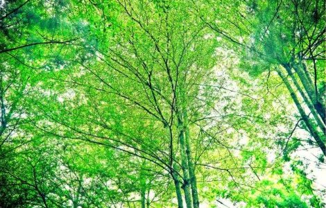 Reexaminarea Codului Silvic, respinsa