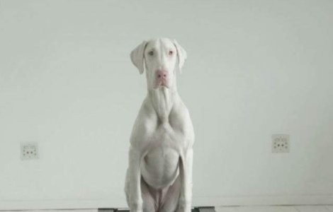  Video  Cum s-a transformat acest catelus bolnav in doar cateva luni