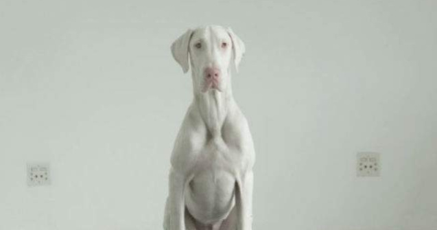  Video  Cum s-a transformat acest catelus bolnav in doar cateva luni