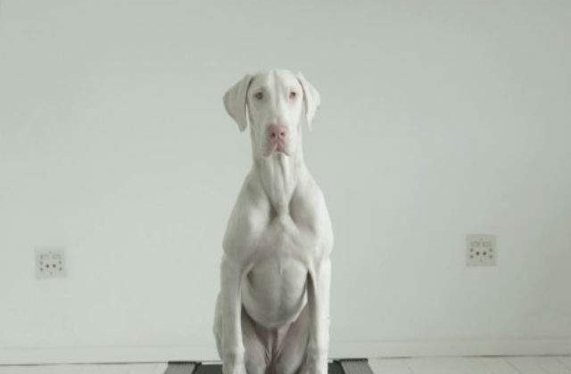 [VIDEO] Cum s-a transformat acest catelus bolnav in doar cateva luni