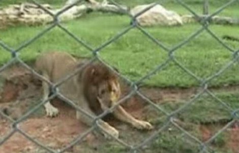 Eliberat de la circ, simte pentru prima data iarba sub picioare