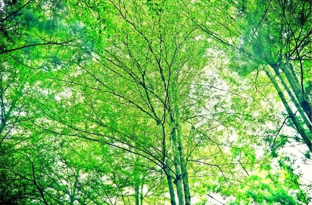 Nemultumirea generata de defrisarile ilegale a atras proteste in centrul Capitalei