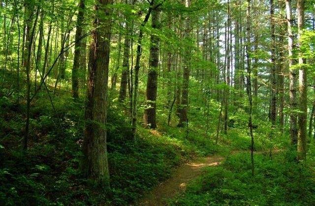 Reactia ministrului Mediului si pozitia PSD privind proiectul Codului Silvic, criticate de Lucia Varga