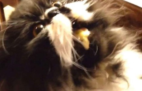  Video  Pisica + inghetata + migrena = razi cu lacrimi